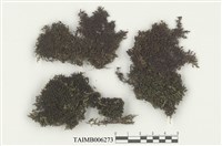 藏品(耳葉蘚屬)的圖片